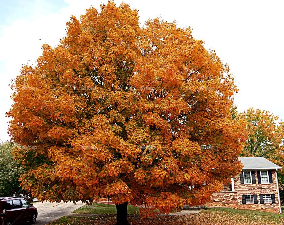 Tree full of beautiful Fall color