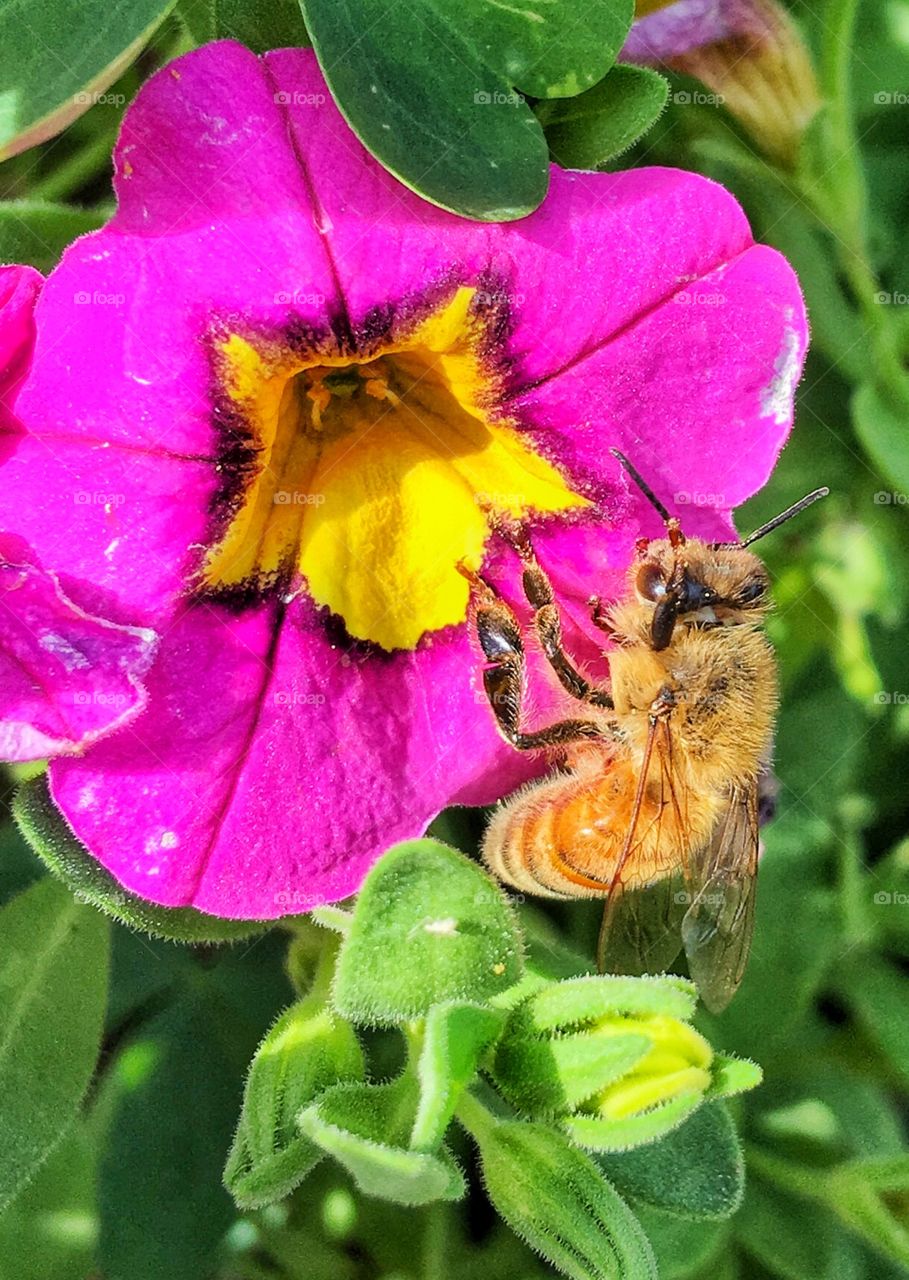 Busy bee