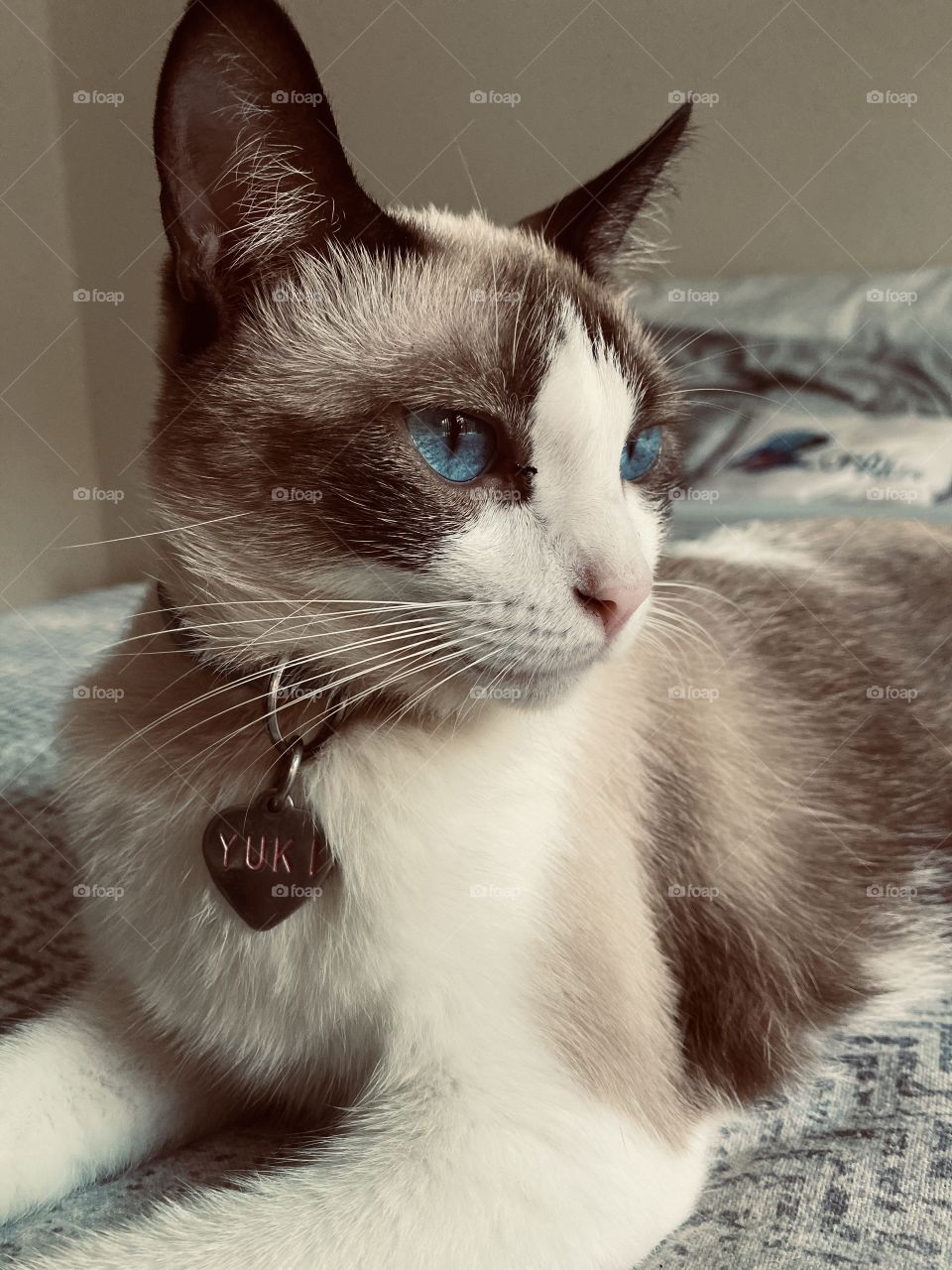 Siames Cat with blue eyes 