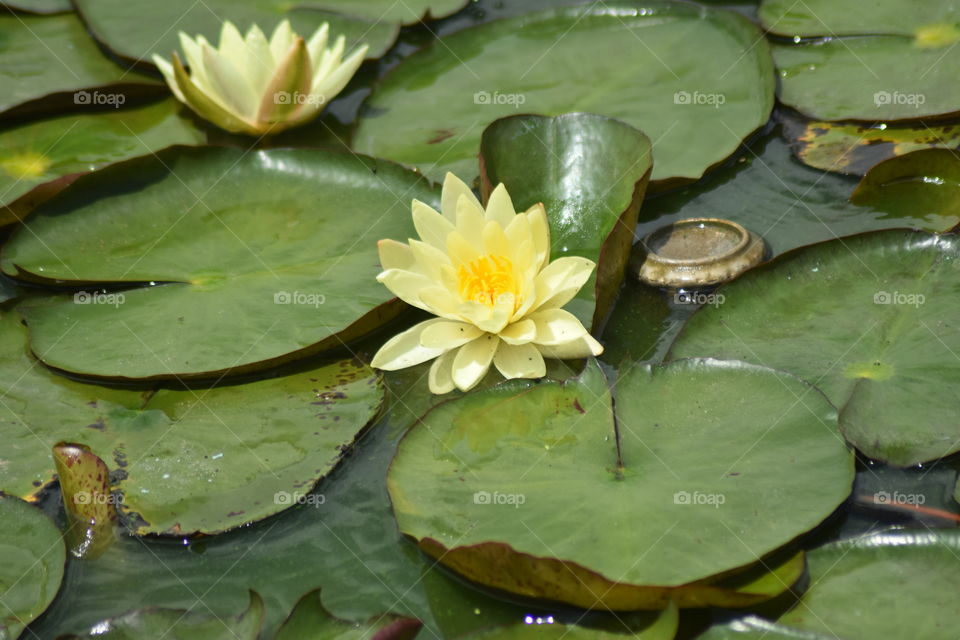 Meeting up with beautiful flowers always gives you a wonderful feeling