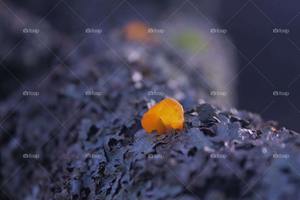 Accidentally deleted photo of some fluorescent glowing orange fungus on a grey lichen encrusted branch of an old tree at the seashore. The orange fungus looks translucent in the winter light. 