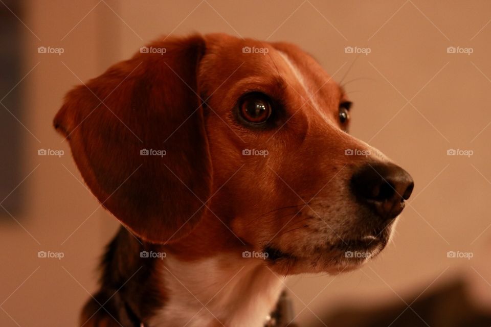 Attentive Beagle
