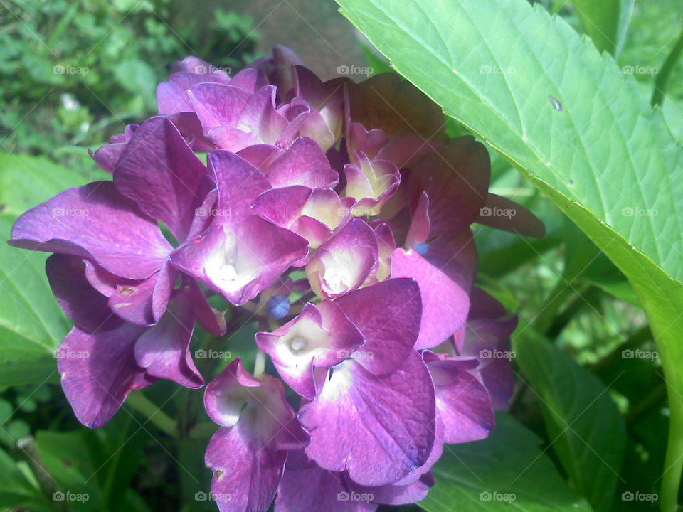 green flowers garden nature by jmh