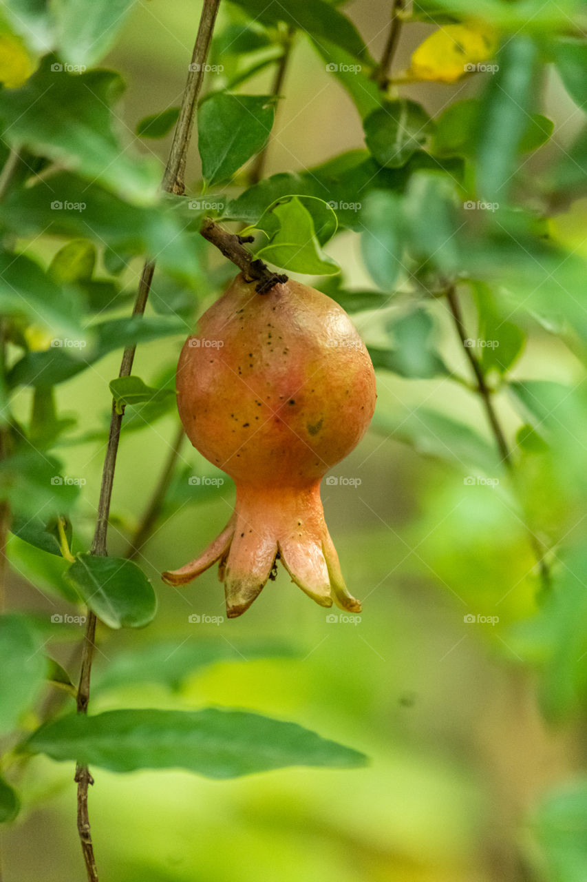 Having a plant of pomegranate in your backyard gives you lots of vitamin