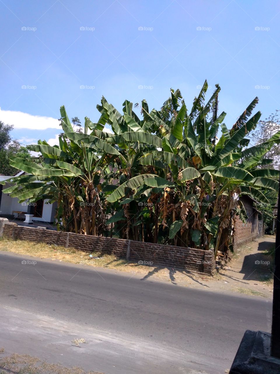 Banana trees in the dry season