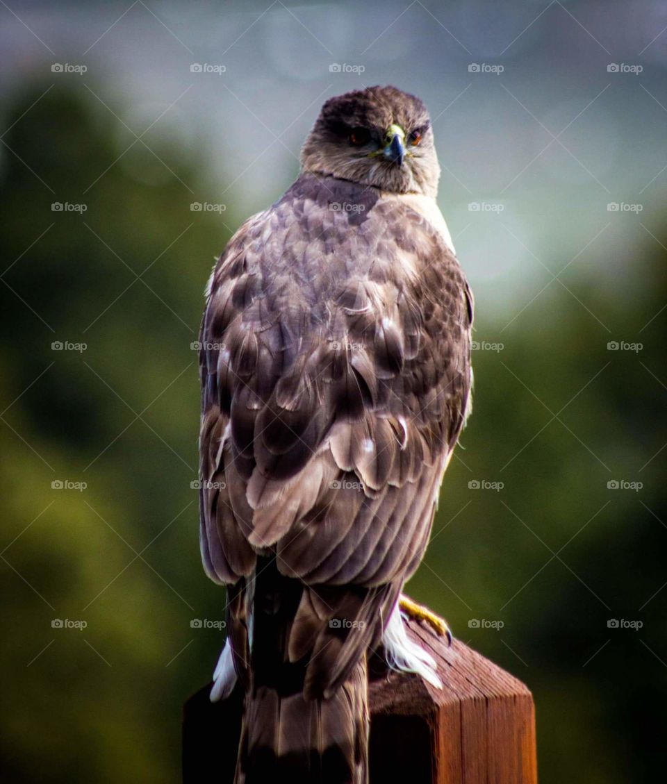 Female Coppers Hawk
