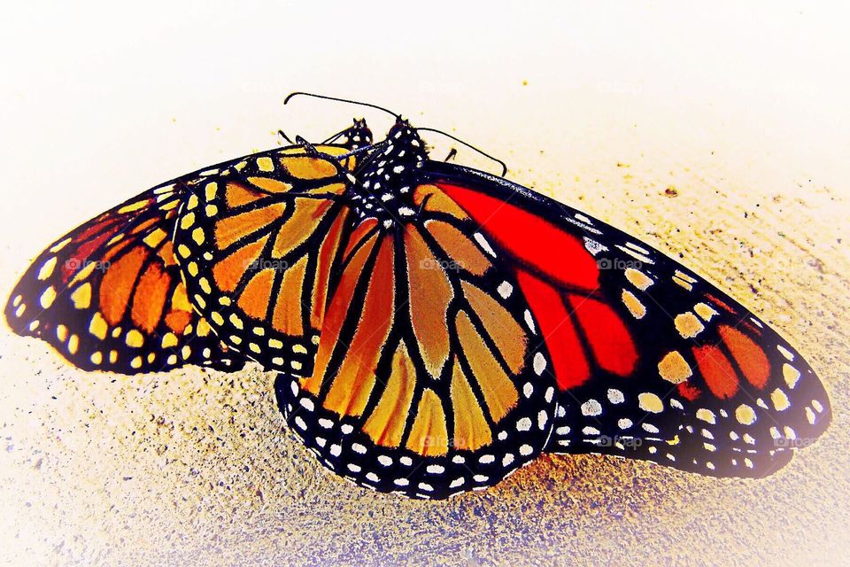 Monarch butterflies mating.