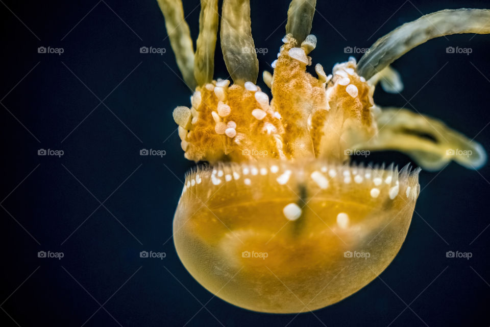 Jellyfish swimming underwater in sea