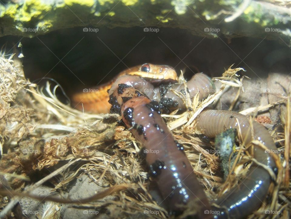 Northwestern Terrestrial Gartner snake eating a worm