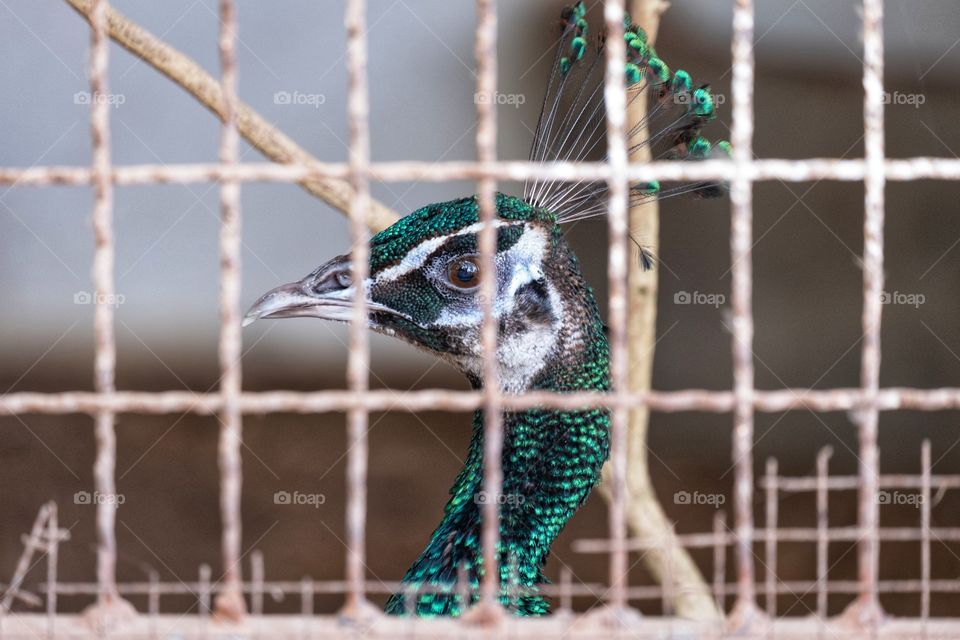Peacock in cage
