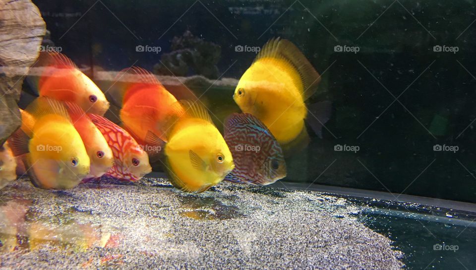 Cute fishes 