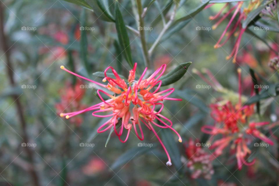 Grevillea winpara sunrise reaching out to suck you in with its colour