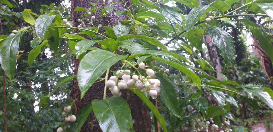 beautiful white jasmine flower bud