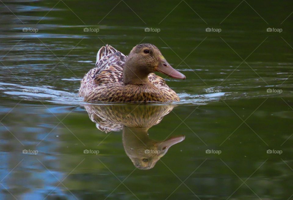 Duck reflection 