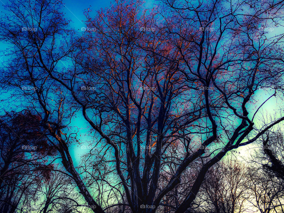 trees, morning light.