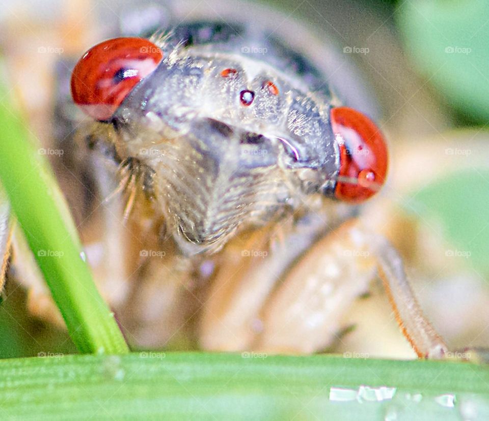 Newly hatched cicada 