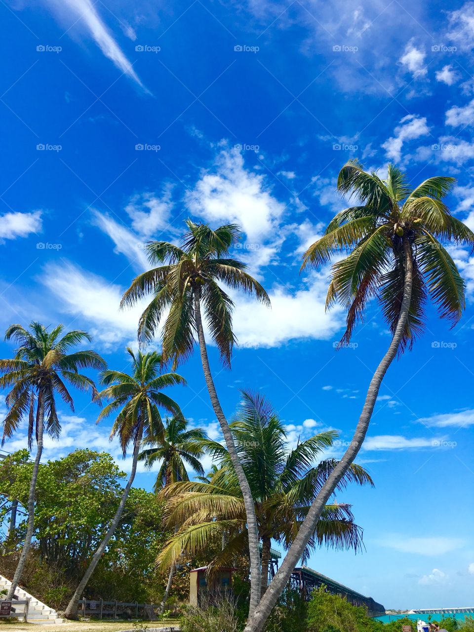 Palm Trees