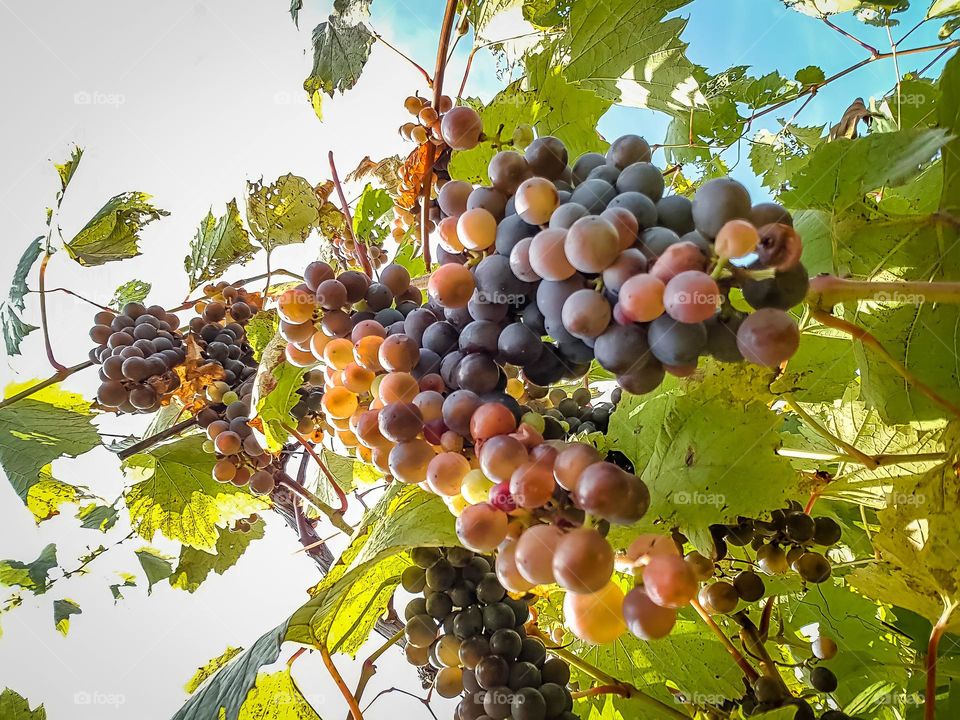 Looking up into a grape vine