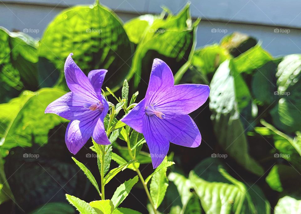 Purple balloon flowers in the sunlight 