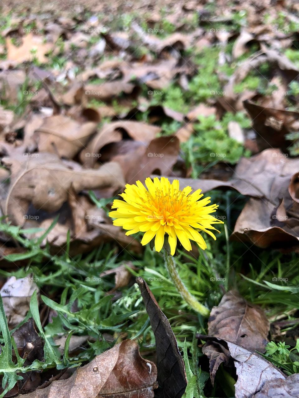 Closeup of vibrant yellow dandelion 