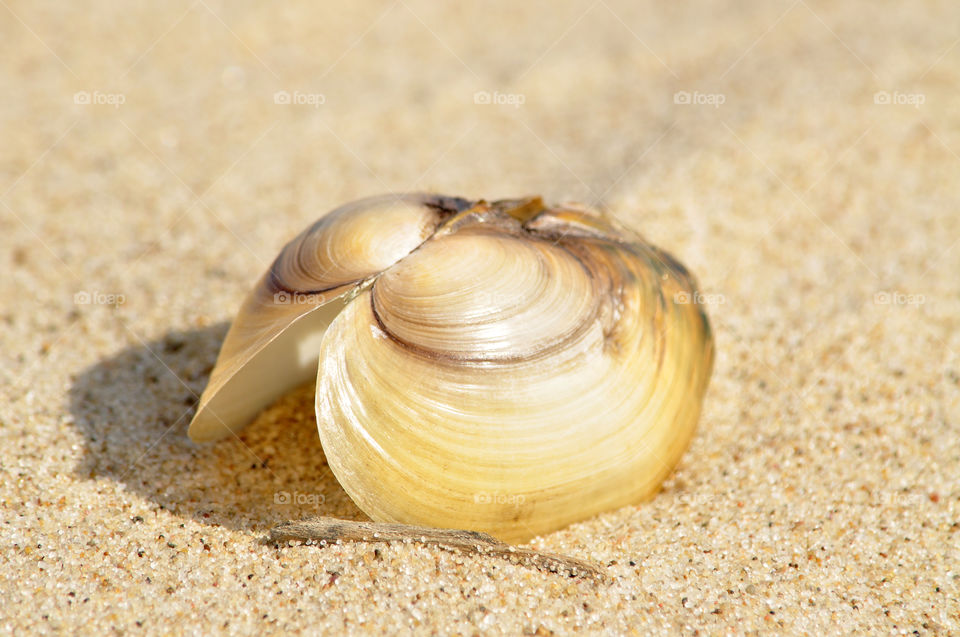 yellow seashell on the beach of the Baltic sea coast in Poland