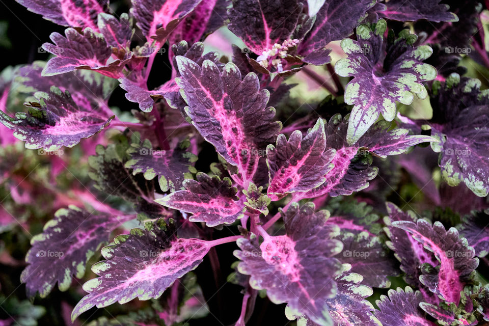 Floral photography - Coleus - Dark Prince