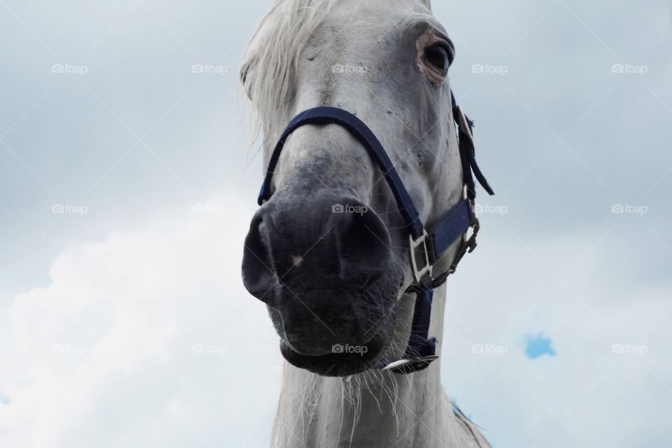 Angry Arabian