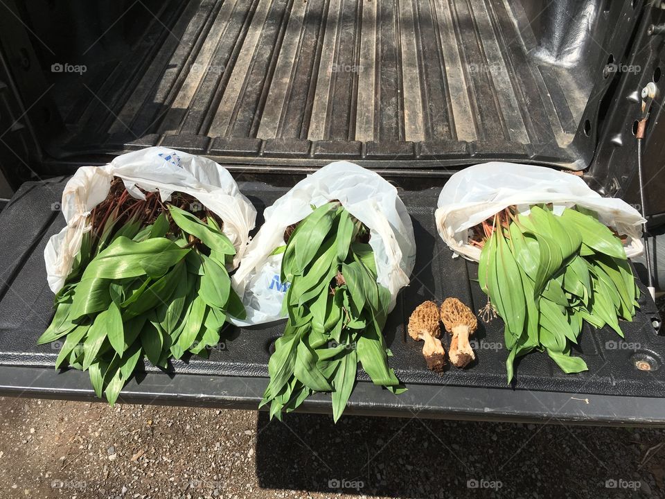 Ramps and morels