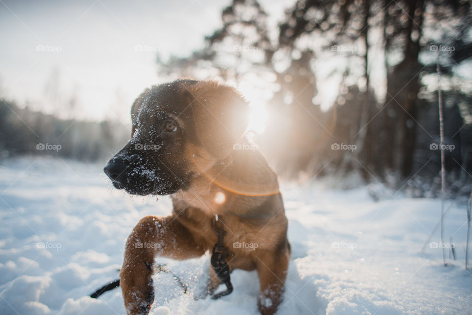 Red cute german shepard 3-th months puppy portrait at snow at the winter