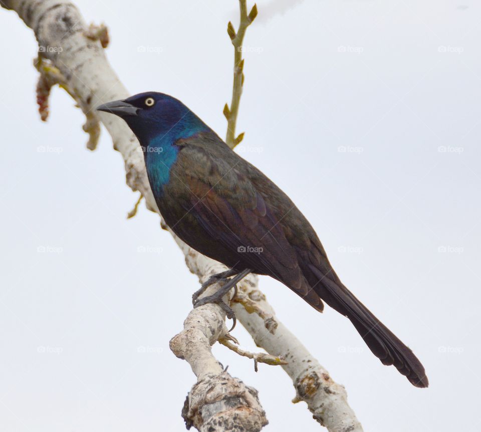 Grackle on a branch 