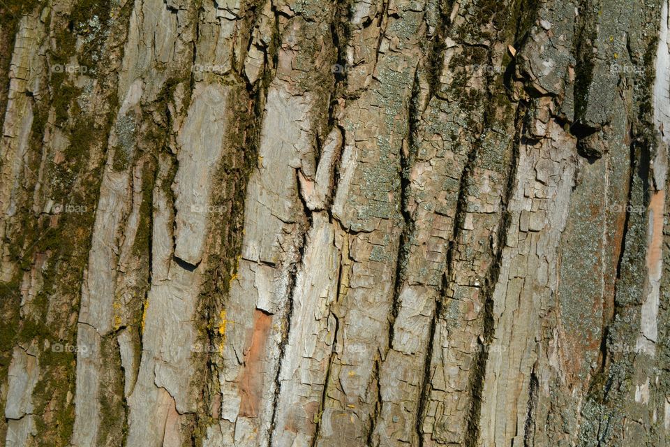 Bark, Trunk, Tree, Wood, Log