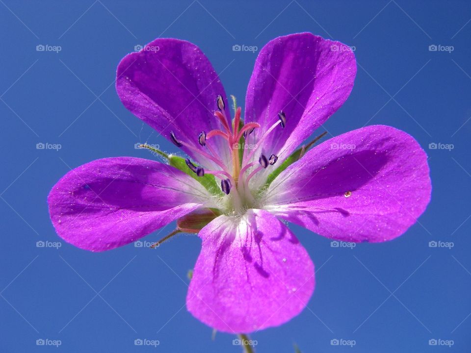 Purple geranium flower