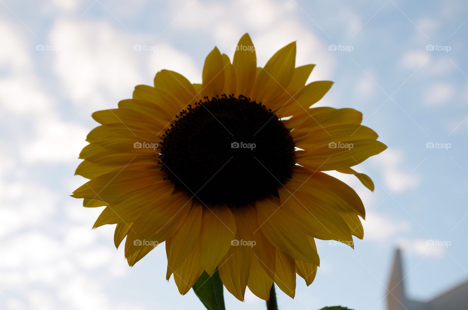 Low angle view of sunflower against sky.