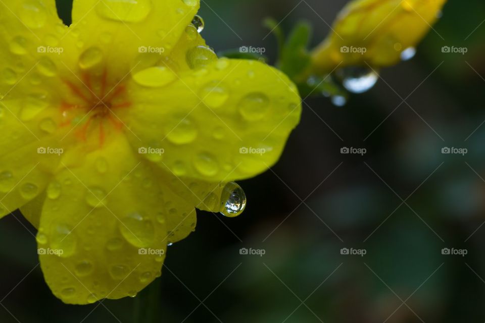 Yellow flower in the rain