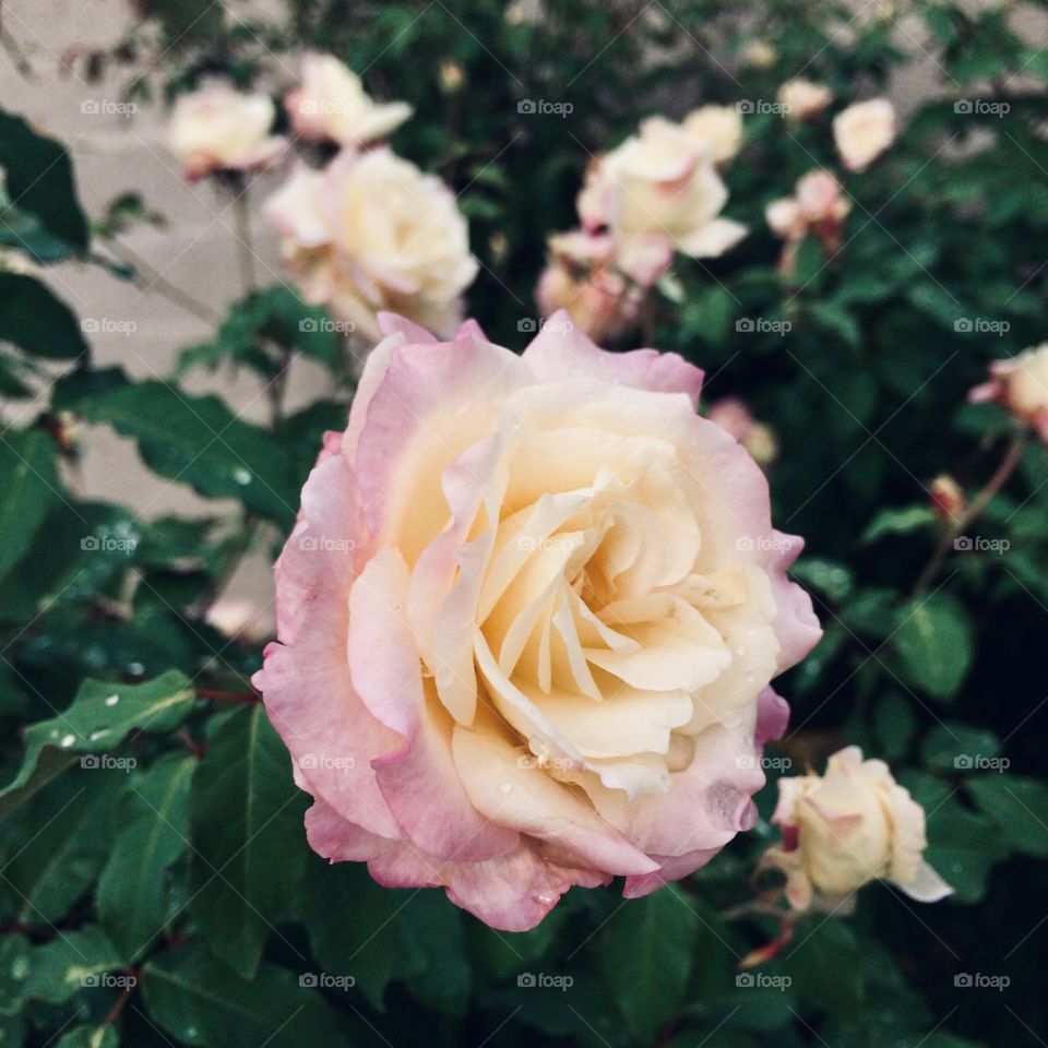 🌹 🇺🇸 Very beautiful flowers to brighten our day.  Live nature and its beauty. Did you like the delicate petals? / 🇧🇷 Flores muito bonitas para alegrar nosso dia. Viva a natureza e sua beleza. Gostaram das pétalas delicadas? 