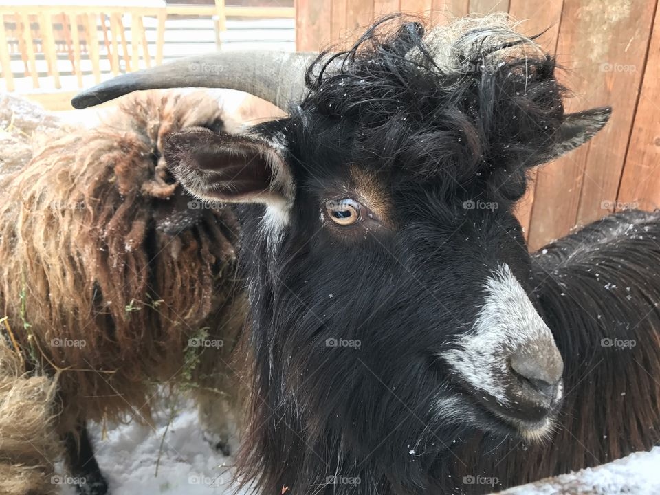 Close-up of sheep