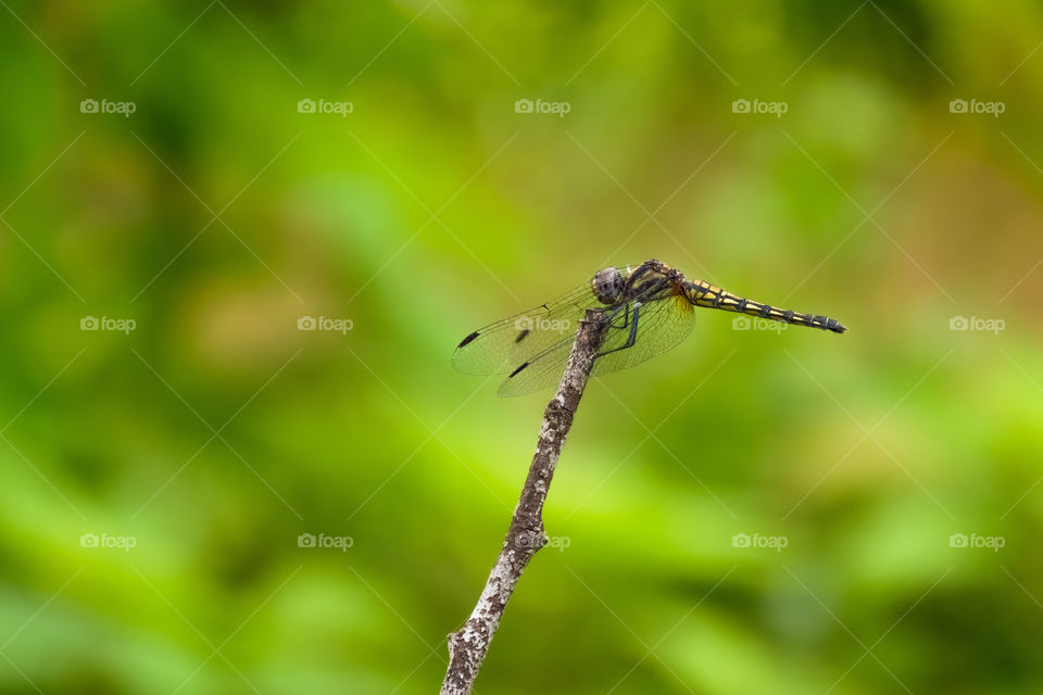 A dragonfly perching on a twig