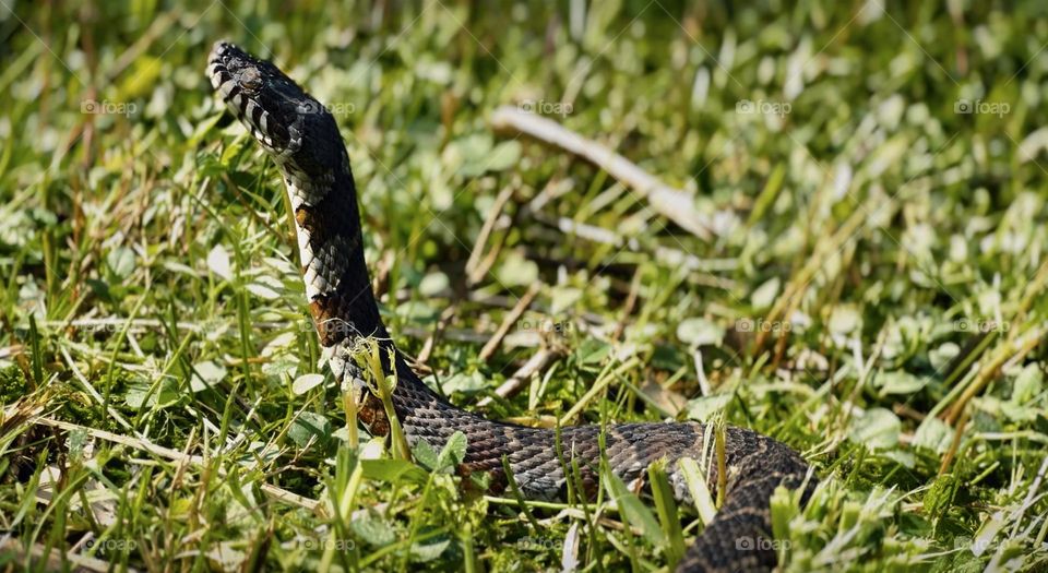 Water snake sunbathing 