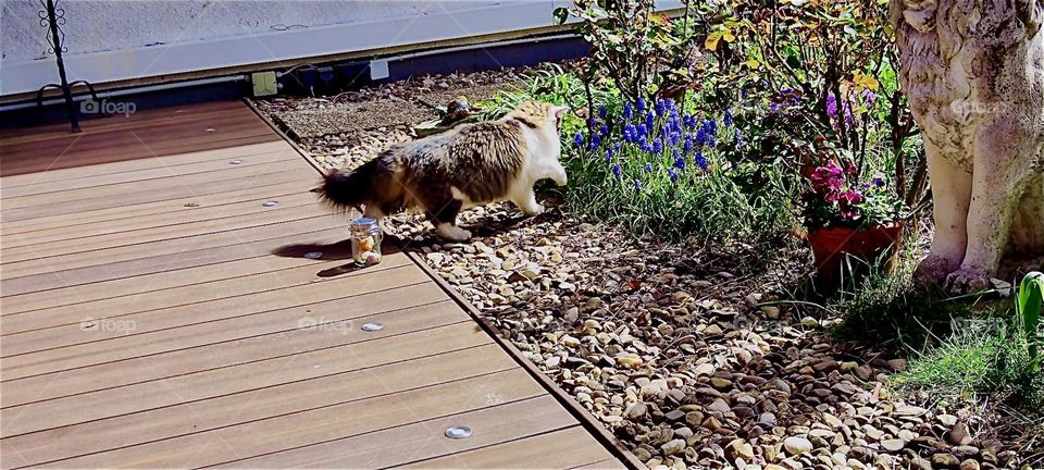 “Linda”, the cat is out for a springtime stroll in a beautiful garden in rural “Bavaria”, Germany smelling the flowers. 2024. Hypnotic Productions