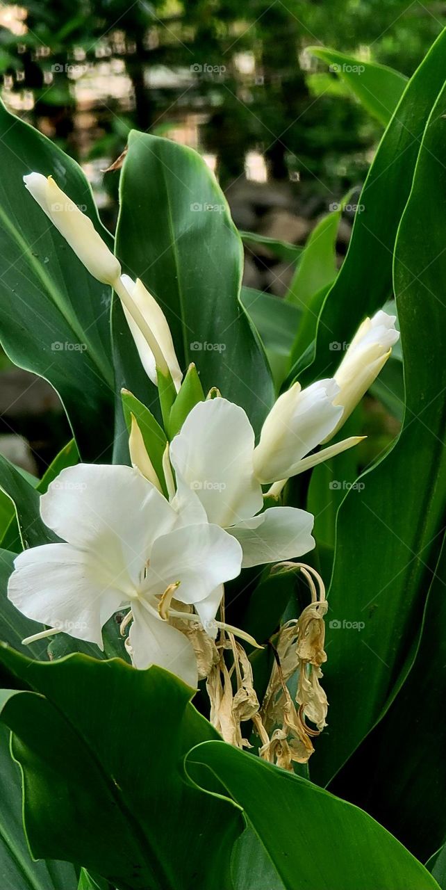 White butterfly. Hedychium coronarium.Ginger Lily