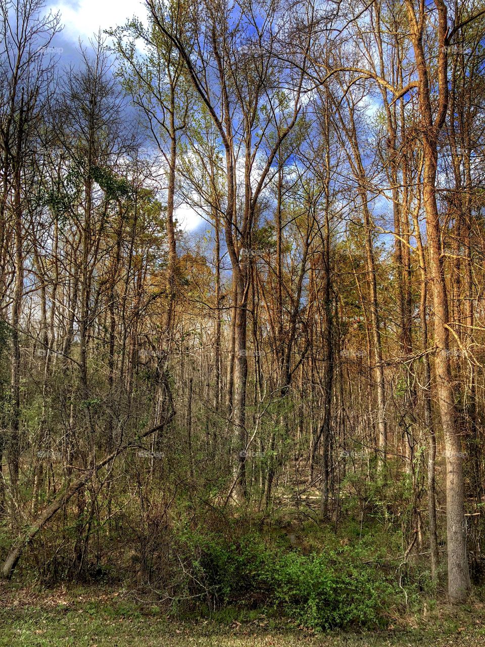 Sunlit Forest 