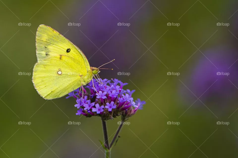 Flowers and butterfly  
