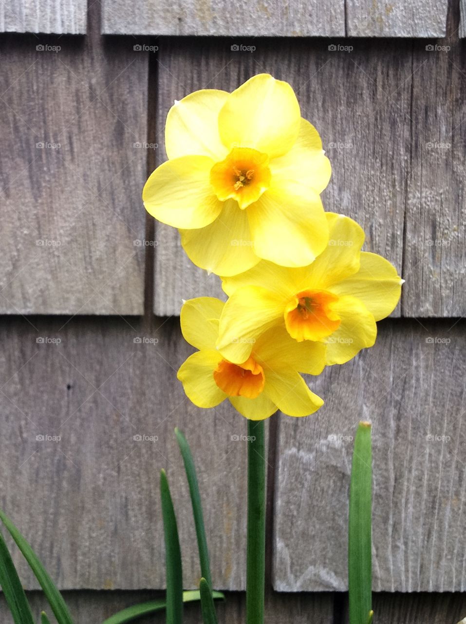 Daffodils. Yellow Daffodils against a grey shingled home in Rockport,  MA