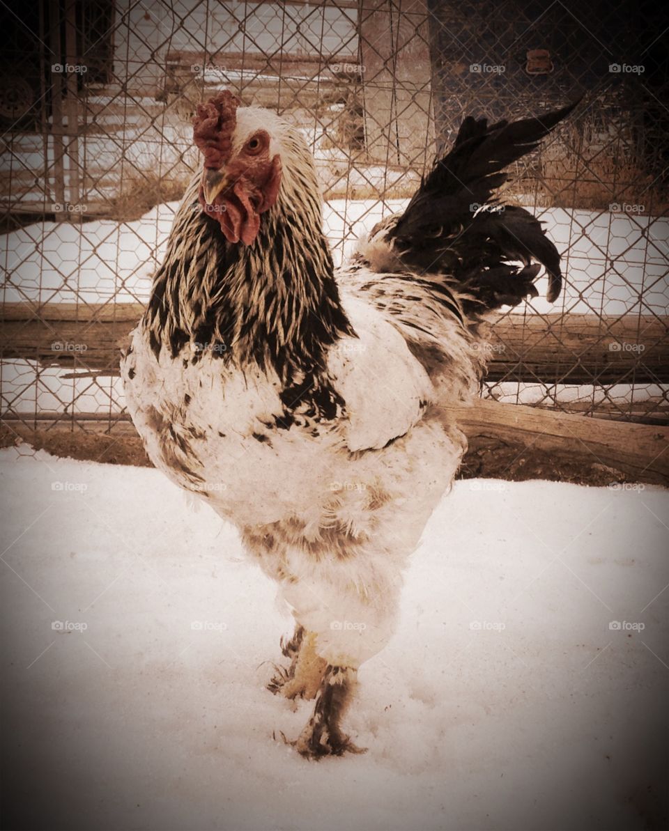 Colorful Rooster. Handsome black and white rooster in wintertime barnyard