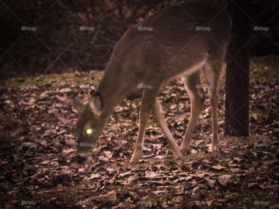 Deer at night