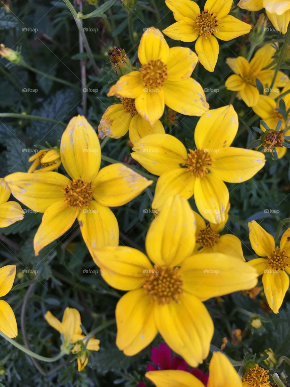 Yellow flowers 