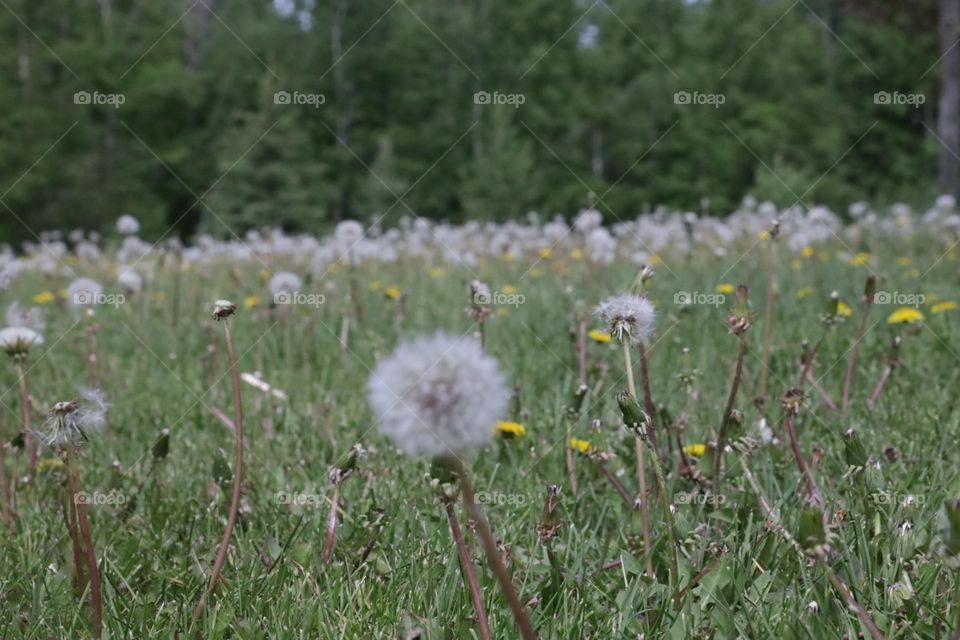 Weeds in the farm 