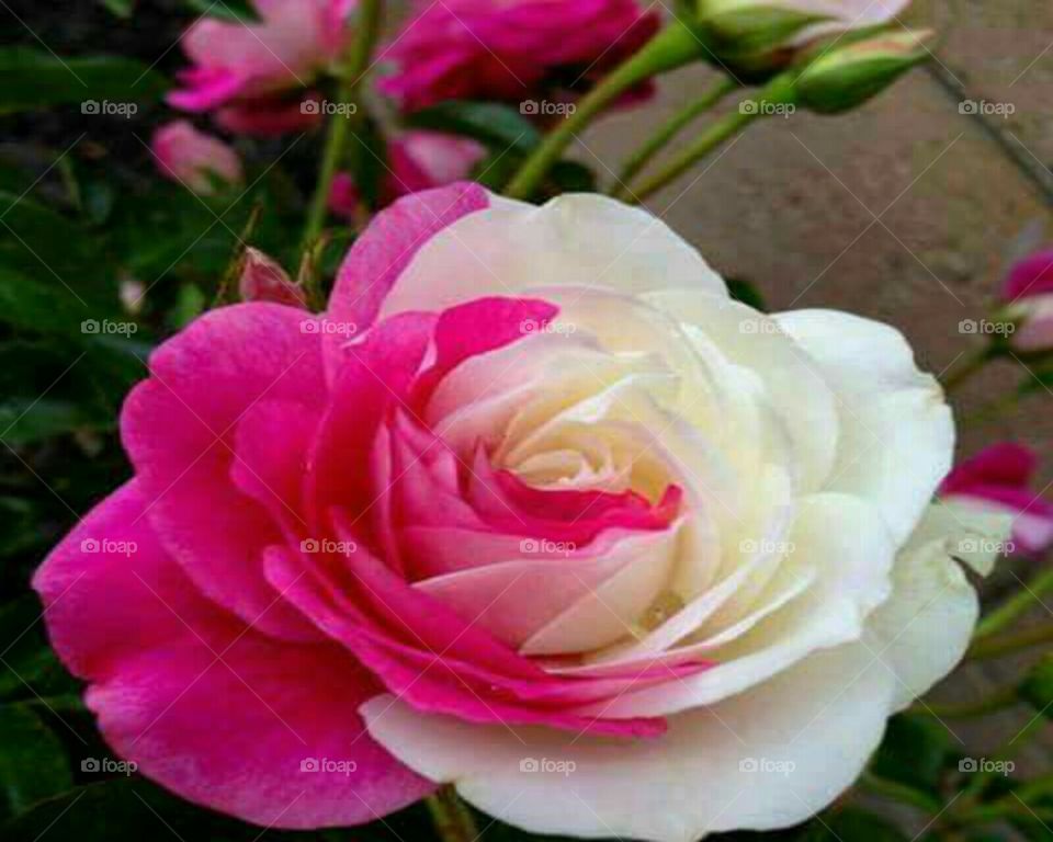 my beautiful rose