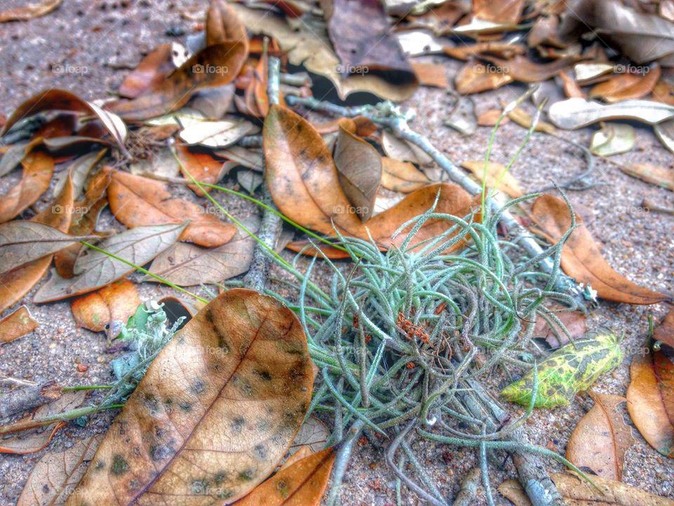 Moss and Leaves