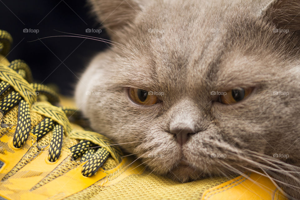 Sport and pet . my cat doesn't let me to go for a jogging.  every morning he lies on sport shoes and makes a very sad face.